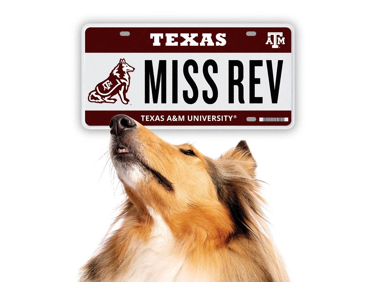 Photo of Miss Rev with her snout pointed up at an example license plate with a Reveille cartoon reading Miss Rev
