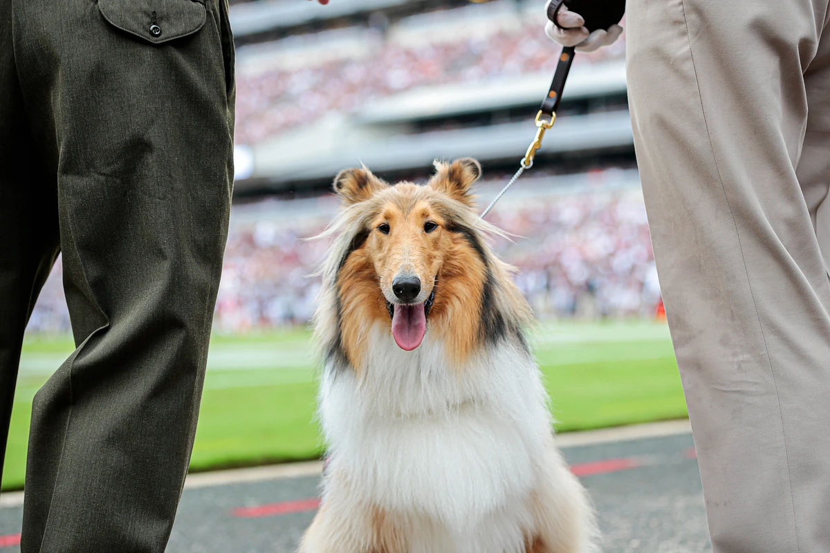 Reveille sitting on Kyle Field
